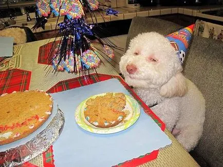 Cake kutyák születésnapi