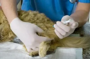 Prick macska izomba, hogyan kell csinálni jobbra, lépésről lépésre (cat) Prick macska izomba, hogyan kell csinálni jobbra, lépésről lépésre