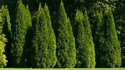 Thuja ültetés és gondozás a nyílt területen (ellátás) Thuja ültetés és gondozás a nyílt terepen