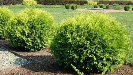 Thuja ültetés és gondozás a nyílt területen (Tusi szabadban) Thuja ültetés és gondozás a nyílt terepen