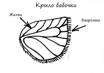 Három kérdés a pillangók