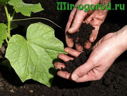Műtrágyák uborkára a nyílt terepen