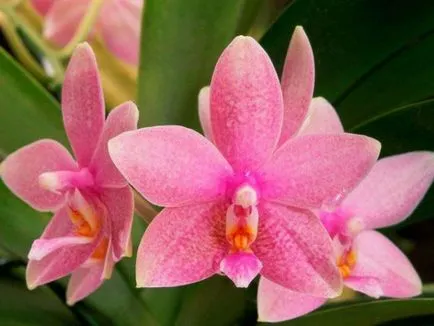 Trágya orchideák otthoni általános információt, mint megtermékenyíteni, POKON, Fusco, bona forte,