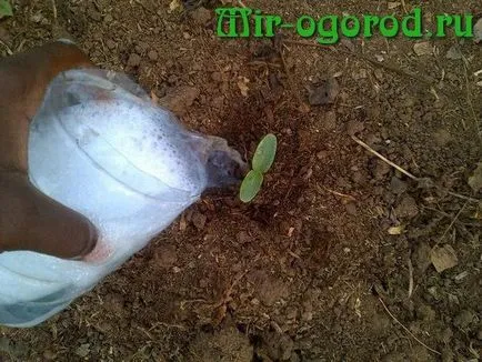Műtrágyák uborkára a nyílt terepen