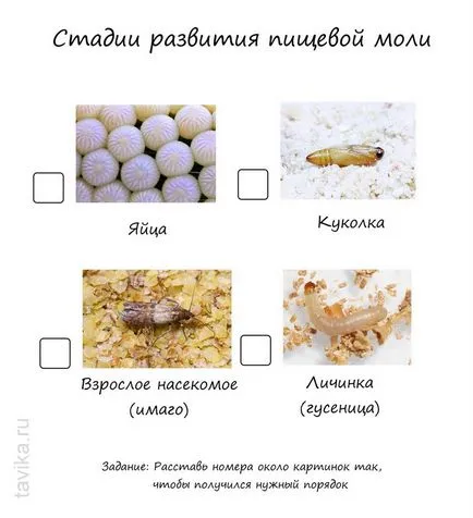 Három kérdés a pillangók