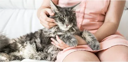 Fülrühösség macskáknál kezelni otthon, Purina egy