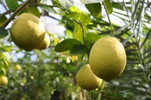 Ápolás és citrom termesztési feltételek az otthoni, a talaj, öntözés, palántázás