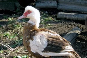 Kacsa fajta mulard