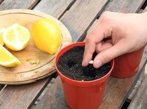Ápolás és citrom termesztési feltételek az otthoni, a talaj, öntözés, palántázás
