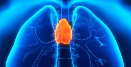Uzi csecsemőmirigy (thymus) aránya gyermekeknél (gyermek) Uzi csecsemőmirigy (thymus) aránya gyermekeknél