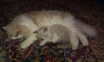 Fontos, hogy egy házi macska vagy macska