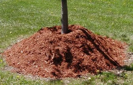 Az alma, sárga levelek, hogy mit és hogyan kell kezelni felelős szakemberek