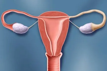 Fokozott endometrium vastagságát ami vezet ez a
