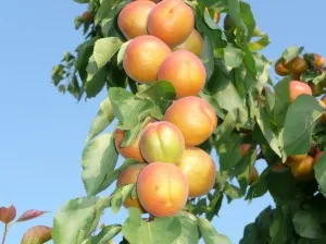 Grow sárgabarack, példaértékű kastély