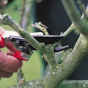 Grow sárgabarack, példaértékű kastély