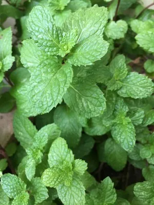 Növekvő menta az otthoni
