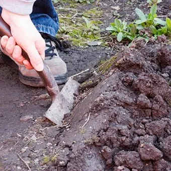 Növekvő uborka a nyílt terepen video, milyen a növény palánták és gondozása növények