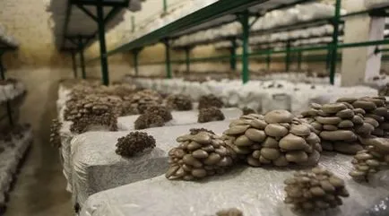 Növekvő laskagomba otthon kezdőknek Vila (növekvő) Növekvő laskagomba otthon kezdőknek Vila