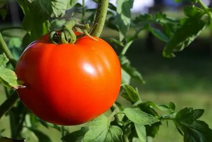 Növekvő paradicsom Hogyan növekszik paradicsom, gondozása növények (paradicsom) Növekvő paradicsom Hogyan növekszik paradicsom, növényápolás