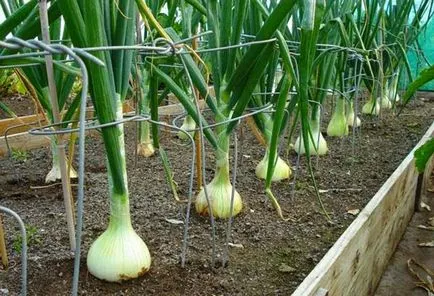 Növekvő hagymát Seva a nyílt terepen, felkészülés leszállás