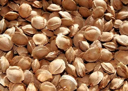 Grow sárgabarack gödrök otthonról