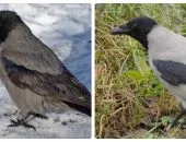 Ravens és varjak - ezek különböző madarak különbségek és hasonlóságok (Raven) Ravens és varjak - ezek különböző madarak különbségek és hasonlóságok