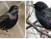 Ravens és varjak - ezek különböző madarak különbségek és hasonlóságok (varjú különböző madarak) Ravens és varjak - ezek különböző madarak különbségek és hasonlóságok