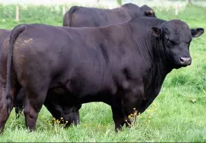 A legfontosabb a tenyésztési tehén Aberdeen-Angus