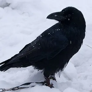 Crow és Raven - jelek és babonák - jelek, néphit - minden anyag - • zonatigra • (hiedelmek) Crow és Raven - jelek és babonák - jelek, néphit - minden anyag - • • zonatigra