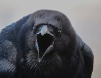 Crow - mi az értelme az ilyen jelek varjak (jelek) Ravens - mi az értelme az ilyen jeleket a varjak