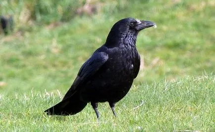 Raven black varjú (Corvus corone), a mezei attribútumok terület biotóp élőhely varjak (távolság) Raven black varjú (Corvus corone), a mezei attribútumok terület biotóp varjak élőhelye