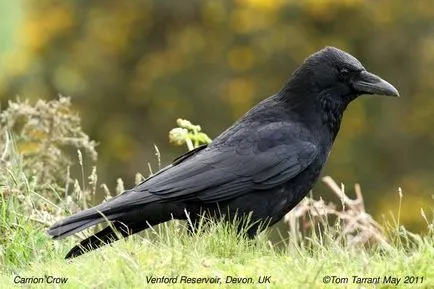 Raven black varjú (Corvus corone), a mezei attribútumok terület biotóp élőhely varjak (távolság) Raven black varjú (Corvus corone), a mezei attribútumok terület biotóp varjak élőhelye