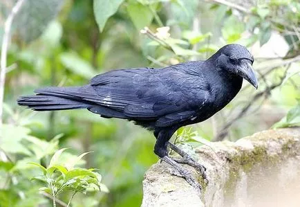 Raven black varjú (Corvus corone), a mezei attribútumok terület biotóp élőhely varjak (fekete) Raven black varjú (Corvus corone), a mezei attribútumok terület biotóp varjak élőhelye