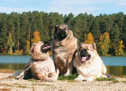 Wolfhound kutyafajta vagy találkozó leírás Wolfhounds fotó (leírás) Wolfhound kutyafajta vagy találkozó leírás farkaskutya, fotók