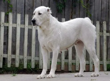 Wolfhound kutyafajta vagy találkozó leírás Wolfhounds képek (farkaskutya) Wolfhound kutyafajta vagy találkozó leírás farkaskutya, fotók