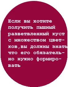 Krizantém karbantartás, szorzás