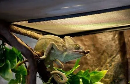 Kaméleon a hazai, mint a két takarmány- és megjelenés (kaméleon) Chameleon otthon, hogy mit kell etetni, és hogyan kell gondozni