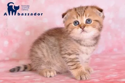 WSC Scottish fold kiscicák