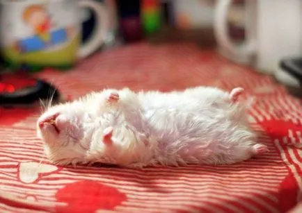 Hamster haldokló megérteni, hogyan és mit kell csinálni