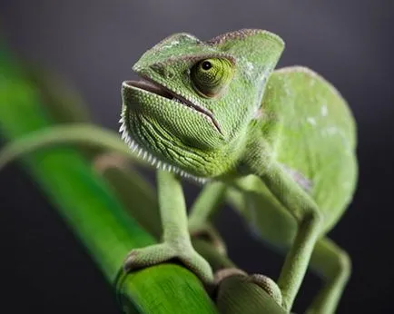 Kaméleon a hazai, mint a takarmány és néz (feed) Chameleon otthon, hogy mit kell etetni, és hogyan kell gondozni