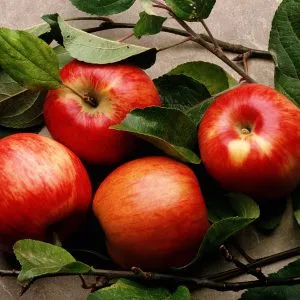 Apple diétás menüt, az eredményekre, az élelmiszer és az egészség (alma) Apple diétás menüt, az eredményekre, az élelmiszer és az egészség