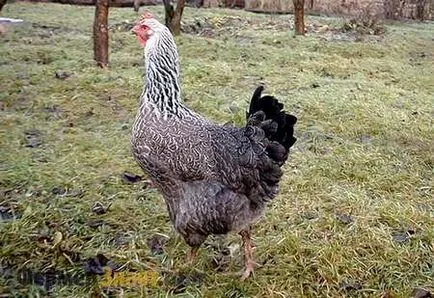 Yurlov crower fajta tyúk fontos jellemzője tartalommal (Yurlovsky vociferous tyúkok) Yurlov crower fajta tyúk fontos jellemzője tartalom