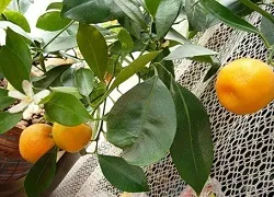 Hogyan növény otthon mandarin