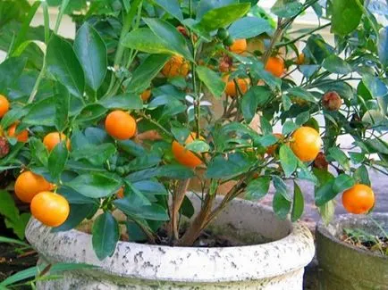 Hogyan növény otthon mandarin