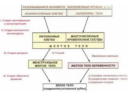 A sárgatest ultrahanggal a méhben és petefészekben peteérés után (méh) A sárgatest ultrahanggal a méh és a petefészek peteérés után