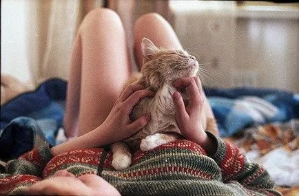 5 Ways, hogy gyengéd macska - macska körül