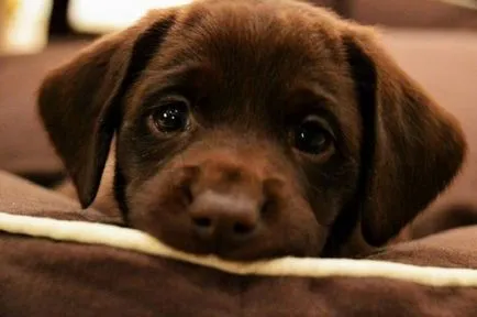 27 fotókat, bizonyítva, hogy Labrador - az ember legjobb barátja