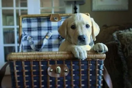 27 fotókat, bizonyítva, hogy Labrador - az ember legjobb barátja