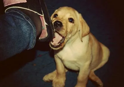 27 fotókat, bizonyítva, hogy Labrador - az ember legjobb barátja