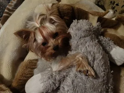 21. Az ok, hogy miért ne kezdjen Yorkshire terrier (terrier) 21. Az ok, hogy miért ne kezdjen Yorkshire terrier